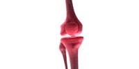 New Knee ligament discovered- What does it mean?