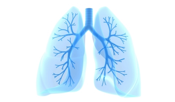 The role of Alveoli in the respiratory system