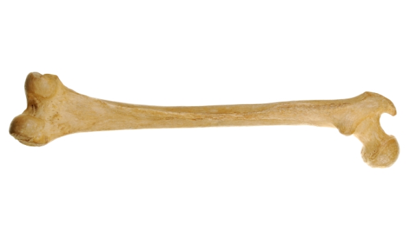 Image result for long bones