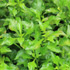 Leafy Greens Help Prevent Damage Caused by Physical Training
